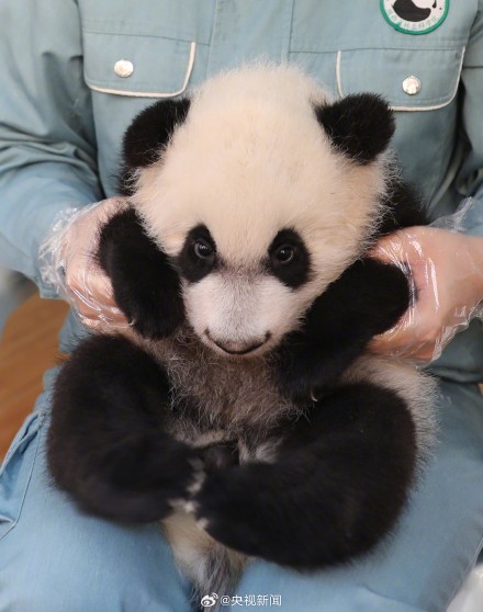陕西出生仅1个鸡蛋重的熊猫长大了