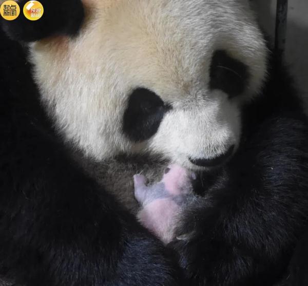 4胎7仔！陕西国宝家族又“上新”了！