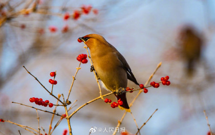 太平鸟枝头觅食美成国画