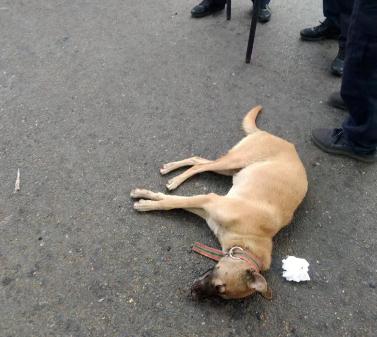 恶犬咬伤13人被击毙！8岁男童脸缝90多针！正全力寻找狗主人