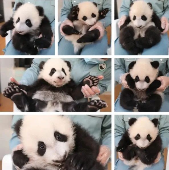 集体照来了！秦岭大熊猫研究中心添了7只“小团子”