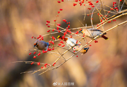 太平鸟枝头觅食美成国画
