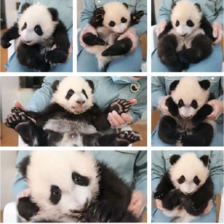 七宝同框!秦岭大熊猫研究中心今年已繁育7只幼仔 七宝同框!秦岭大熊猫研究中心今年已繁育7只幼仔