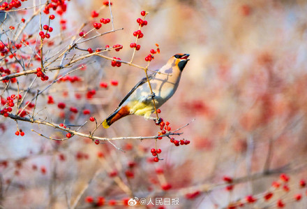 太平鸟枝头觅食美成国画
