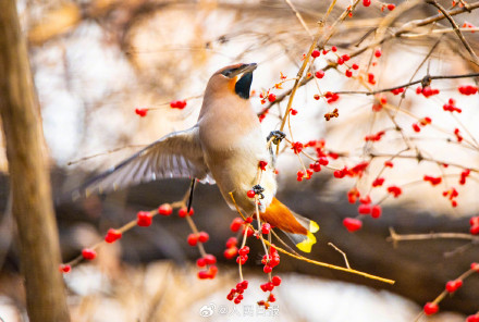 太平鸟枝头觅食美成国画