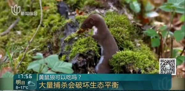 重口味!上海一男子为吃野味,猎捕三十多只黄鼠狼 重口味!上海一男子为吃野味,猎捕三十多只黄鼠狼
