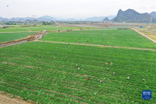 广西钟山：“稻菜轮作”助农增收