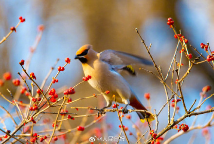 太平鸟枝头觅食美成国画