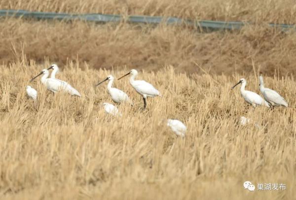 “鸟界国宝”现身巢湖南岸 “鸟界国宝”现身巢湖南岸