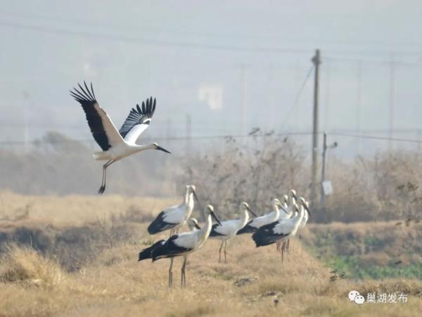 “鸟界国宝”现身巢湖南岸 “鸟界国宝”现身巢湖南岸