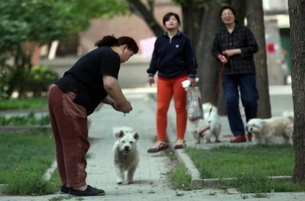 扩散 | 公园遛狗罚500元?天津拟发涉犬处罚裁量基准! 扩散 | 公园遛狗罚500元?天津拟发涉犬处罚裁量基准!