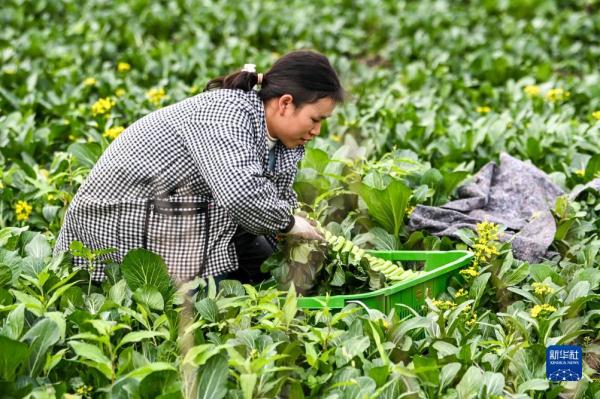 广西钟山：“稻菜轮作”助农增收