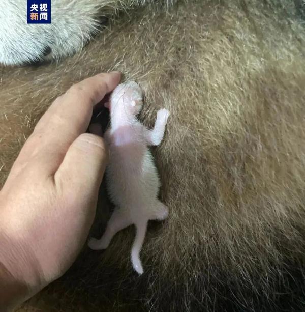 集体照来了！秦岭大熊猫研究中心添了7只“小团子”