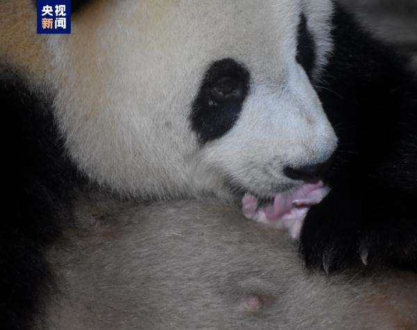 集体照来了！秦岭大熊猫研究中心添了7只“小团子”