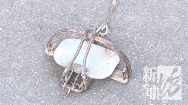 重口味!上海一男子为吃野味,猎捕三十多只黄鼠狼 重口味!上海一男子为吃野味,猎捕三十多只黄鼠狼