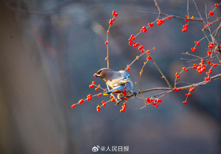 太平鸟枝头觅食美成国画