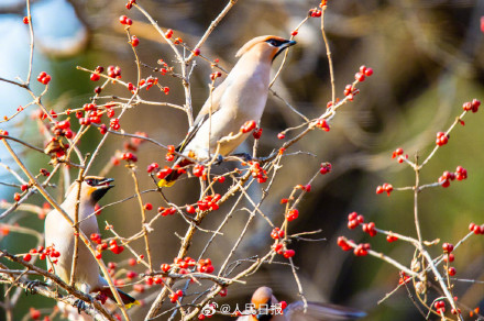 太平鸟枝头觅食美成国画