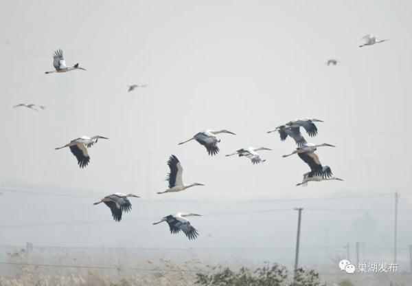 “鸟界国宝”现身巢湖南岸 “鸟界国宝”现身巢湖南岸