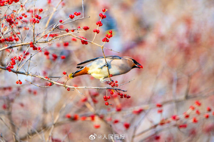 太平鸟枝头觅食美成国画