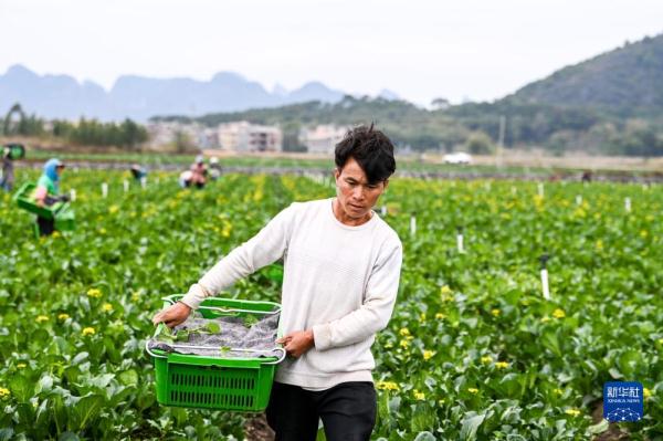 广西钟山：“稻菜轮作”助农增收
