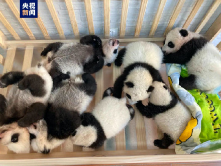 七宝同框!秦岭大熊猫研究中心今年已繁育7只幼仔 七宝同框!秦岭大熊猫研究中心今年已繁育7只幼仔
