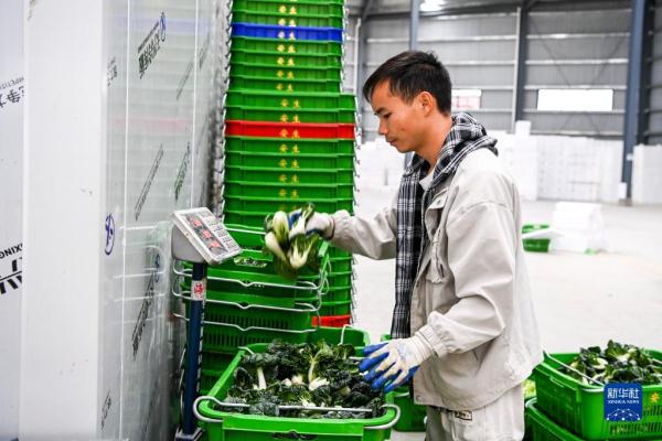 广西钟山：“稻菜轮作”助农增收