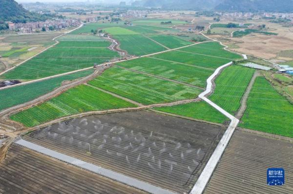 广西钟山：“稻菜轮作”助农增收