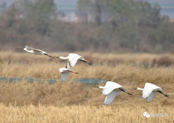 “鸟界国宝”现身巢湖南岸 “鸟界国宝”现身巢湖南岸