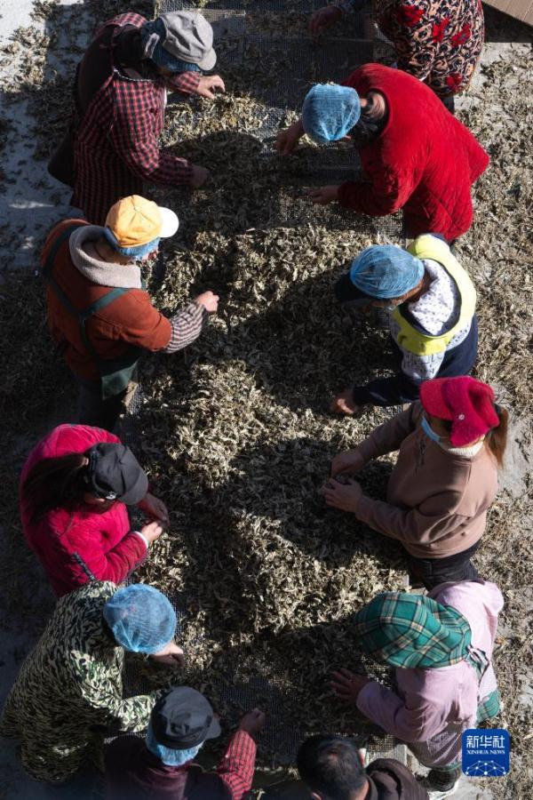 鄉村行·看振興丨湖北蘄春：蘄艾產業鏈助力鄉村振興