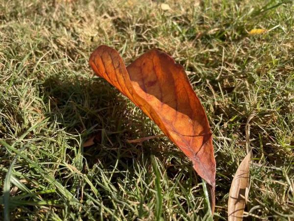 今日大雪!周末河南将迎“蹦极式”降温,暴跌近20℃ 今日大雪!周末河南将迎“蹦极式”降温,暴跌近20℃
