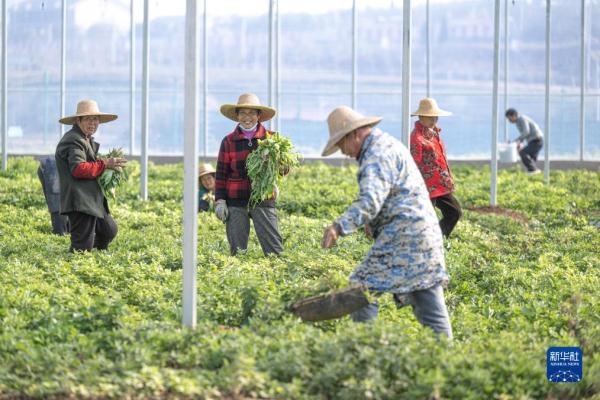 鄉村行·看振興丨湖北蘄春：蘄艾產業鏈助力鄉村振興