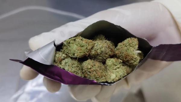 “养生茶叶包”竟被检出大麻!深圳海关依法查处 “养生茶叶包”竟被检出大麻!深圳海关依法查处