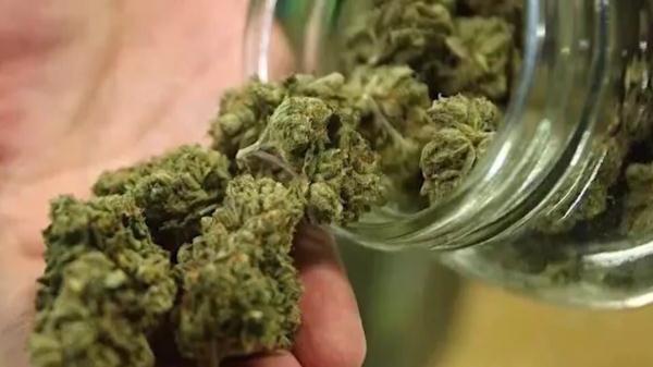 “养生茶叶包”竟被检出大麻!深圳海关依法查处 “养生茶叶包”竟被检出大麻!深圳海关依法查处