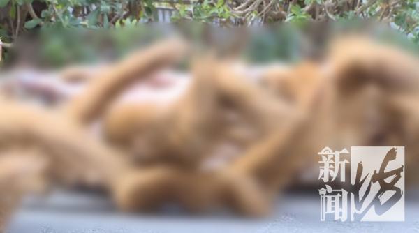 这都敢吃？！上海男子连抓30多只，网友惊了：口味太重