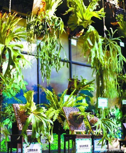 难得一见！18种鹿角蕨齐整亮相深圳仙湖