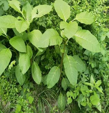 咬了一口“人参”，她昏睡17个小时！江苏也有分布，严重可致死！