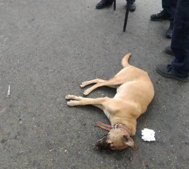 8岁男童被狗扑咬,缝90多针! 8岁男童被狗扑咬,缝90多针!