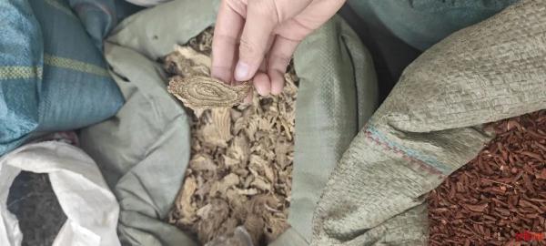 咬了一口“人参”，她昏睡17个小时！江苏也有分布，严重可致死！