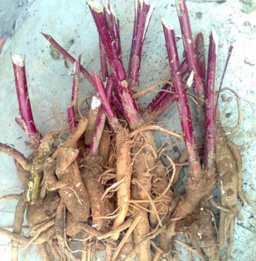 咬了一口“人参”，她昏睡17个小时！江苏也有分布，严重可致死！