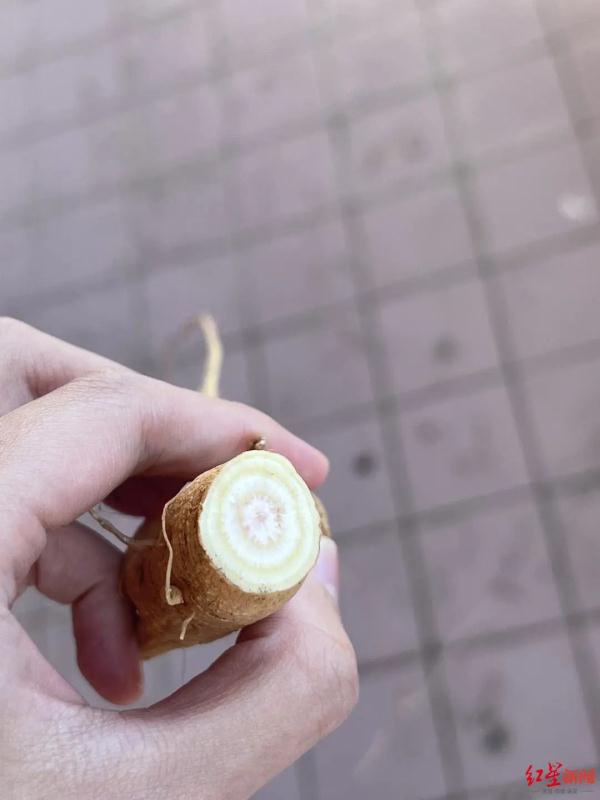 咬了一口“人参”，她昏睡17个小时！江苏也有分布，严重可致死！