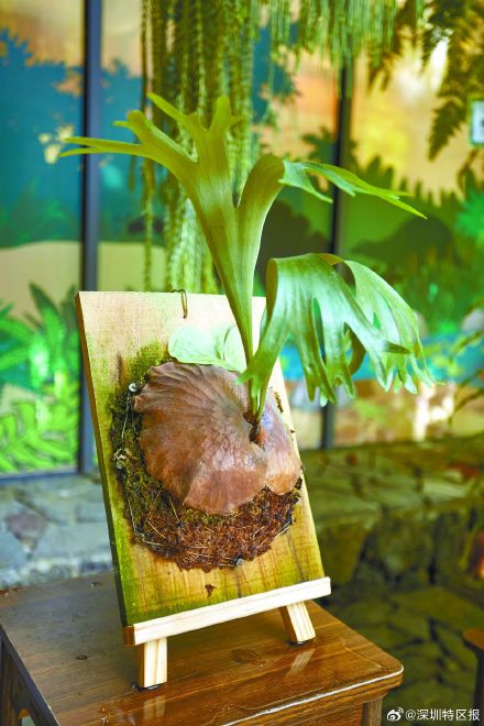 难得一见！18种鹿角蕨齐整亮相深圳仙湖