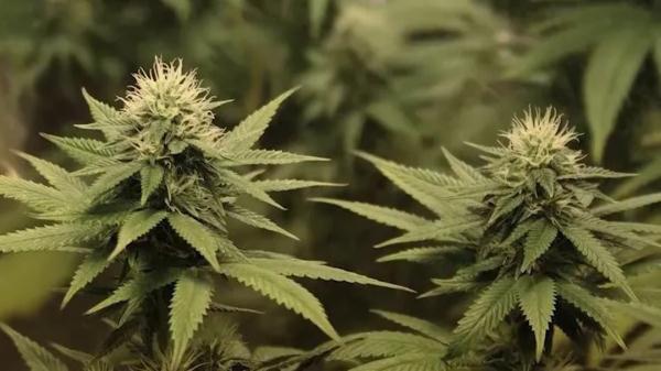 “养生茶叶包”竟被检出大麻!深圳海关依法查处 “养生茶叶包”竟被检出大麻!深圳海关依法查处