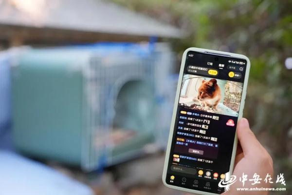 “街猫”能否搭起流浪猫处置的“安全屋”? “街猫”能否搭起流浪猫处置的“安全屋”?