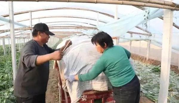 一棵白菜5毛钱！今冬大白菜价格跌至近8年最低，为啥？