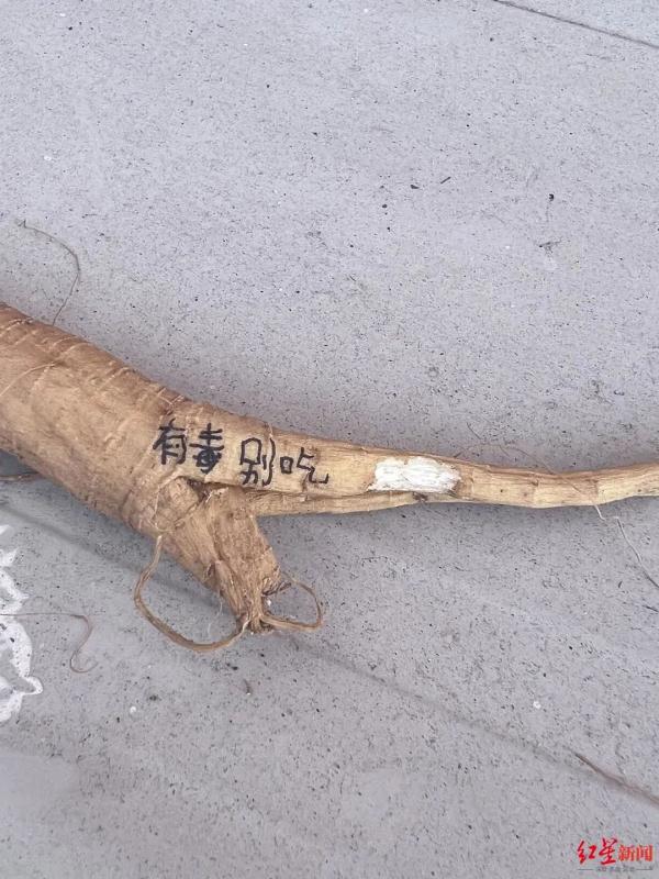 咬了一口“人参”，她昏睡17个小时！江苏也有分布，严重可致死！