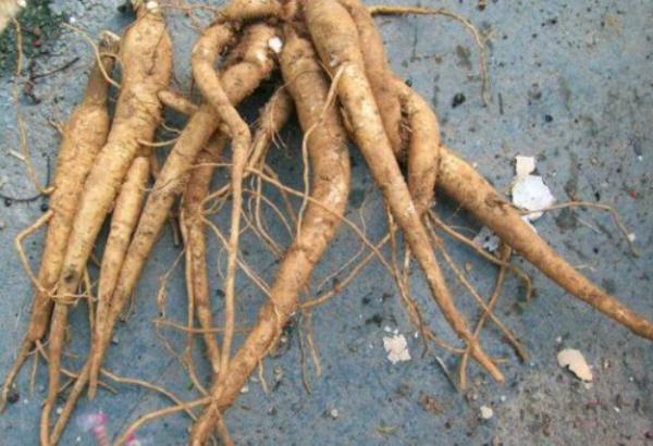 咬了一口“人参”，她昏睡17个小时！江苏也有分布，严重可致死！