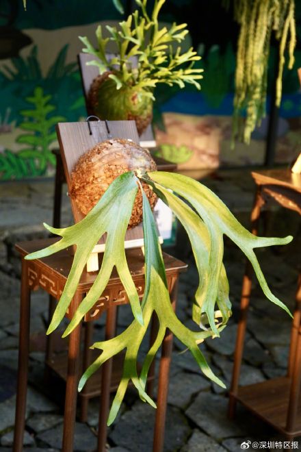 难得一见！18种鹿角蕨齐整亮相深圳仙湖