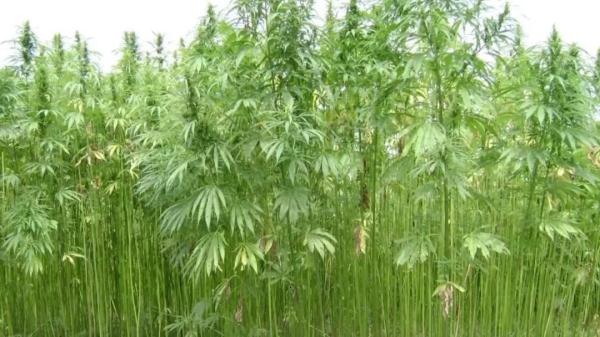 “养生茶叶包”竟被检出大麻!深圳海关依法查处 “养生茶叶包”竟被检出大麻!深圳海关依法查处