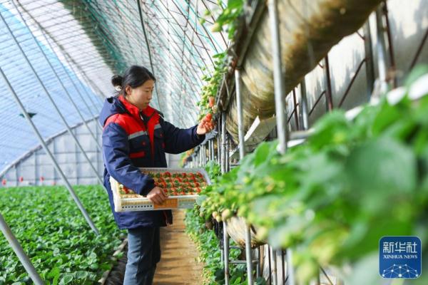 丹东草莓抢鲜上市 丹东草莓抢鲜上市