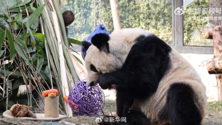 快乐来了！变胖了的丫丫真好看